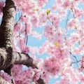دانلود اهنگ شکوفه میرقصد از باد بهاری با صدای زن